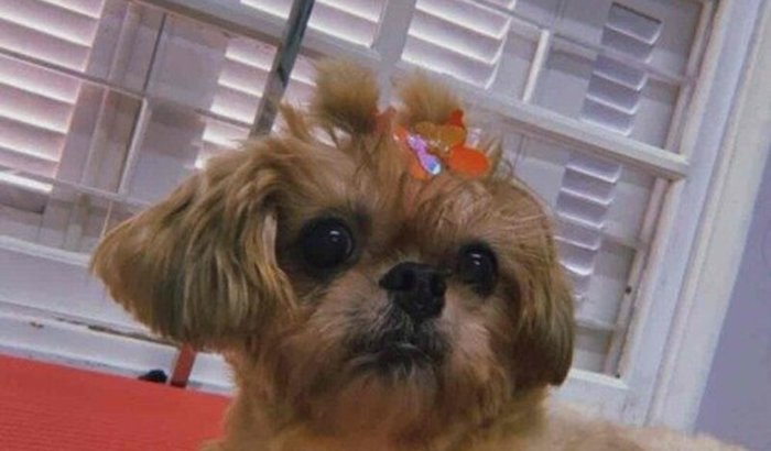 Ajude a minha cachorrinha a voltar a andar! 