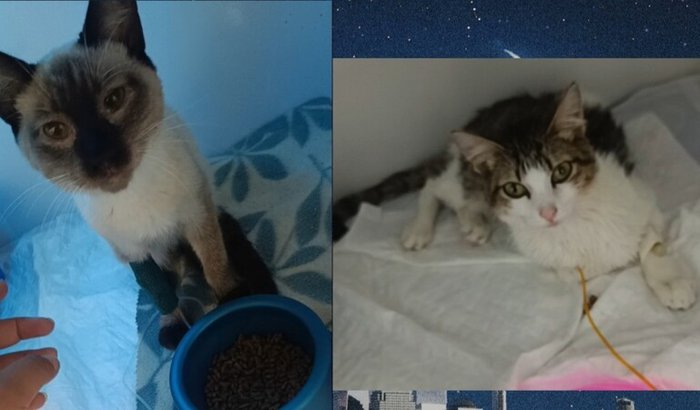 Ajuda no tratamento da Artemis e Chester