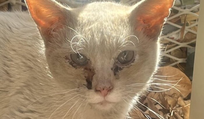 Me ajude a salvar meu gato