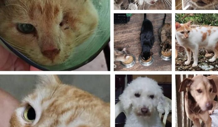 Ajude a Danúbia e seus 12 pets a recomeçarem com dignidade! 