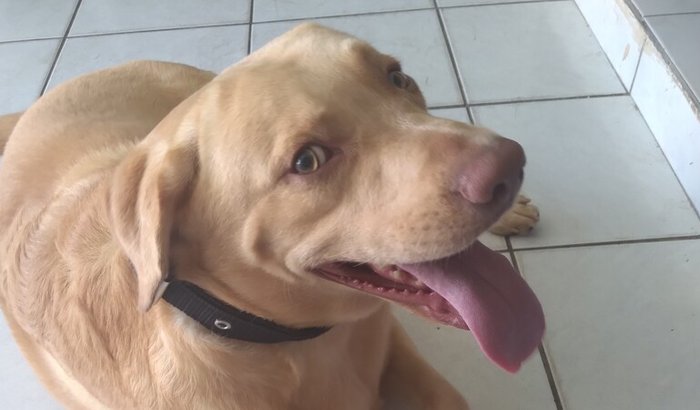 Ajude Duke, o cão leal!