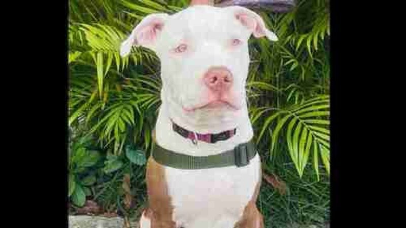 imagem da vaquinha Ajudem o Dog Zeus