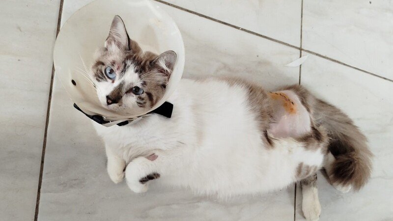 imagem da vaquinha Cirurgia de correção Ílio do gato Shaxx