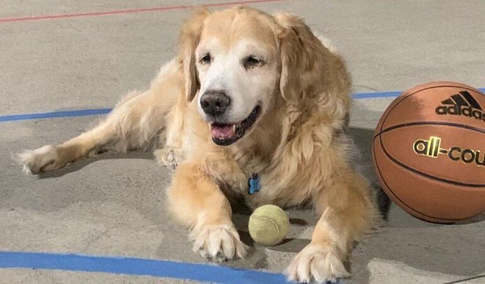 Theo PRF 🦮 aposentado(Retirada de tumor cerebral)