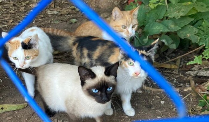 Ajuda para resgate de gatos em terreno abandonado.