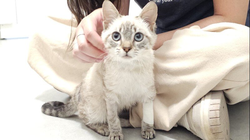 imagem da vaquinha Resgate Gatinha Vitória 🐱