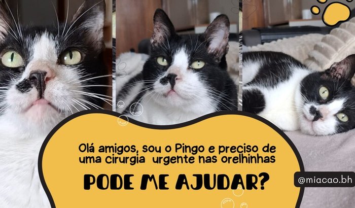 Ajuda para cirurgia do Pingo