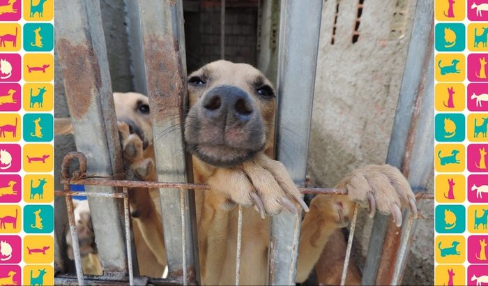 AJUDE A COMPRAR A RAÇÃO DOS ANIMAIS