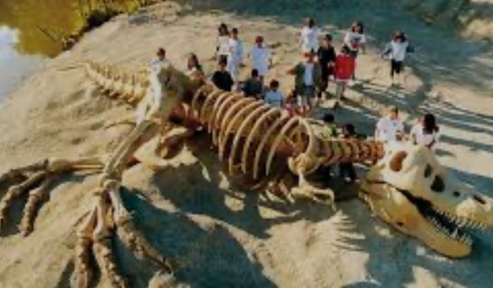 Passeio  Carroção  Amora  