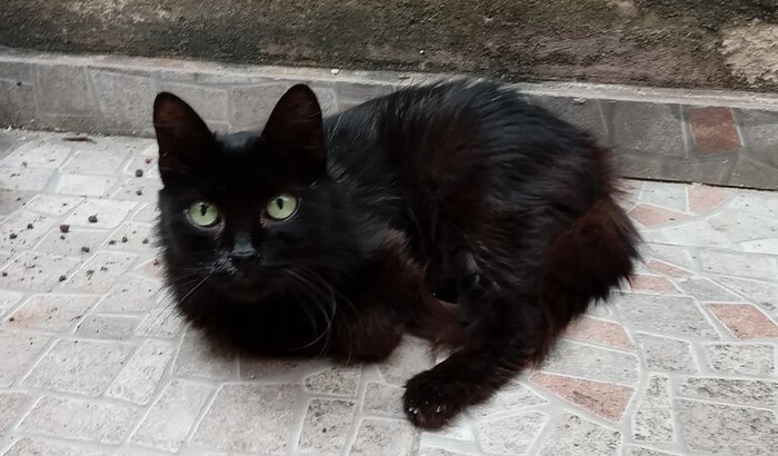 Ajude-me com as despesas médicas da Peluça