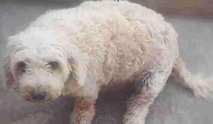 AJUDE FEDORA NA PIOMETRIA