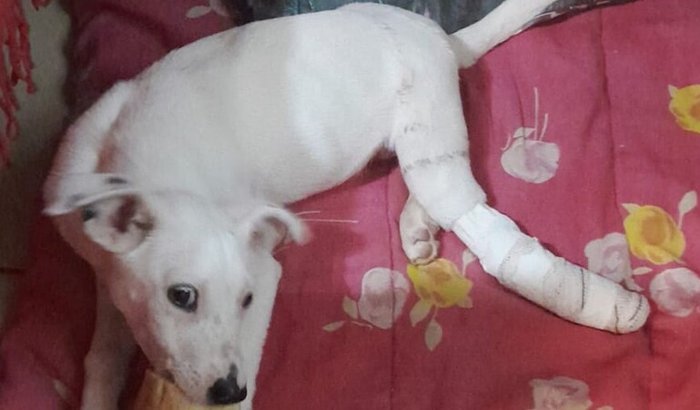 Ajude a PET Lili a não ter dor, e ter qualidade de vida