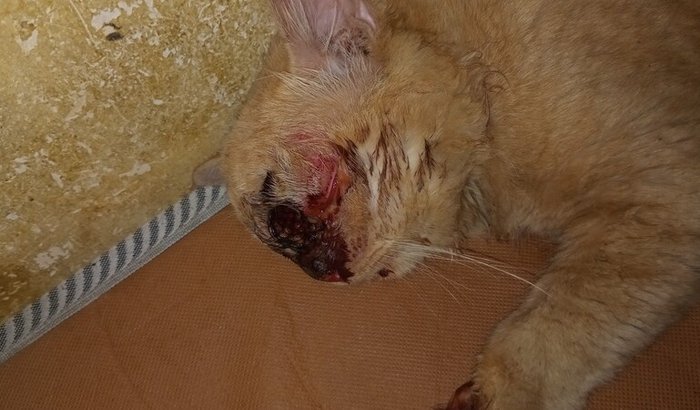 Ajuda para fazer cirurgia urgente no gato