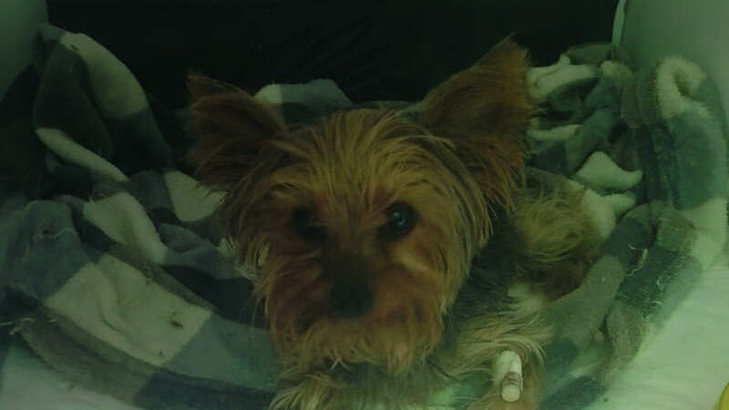 imagem da vaquinha Lucky 