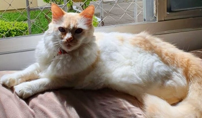 Ajude o  Django nos exames