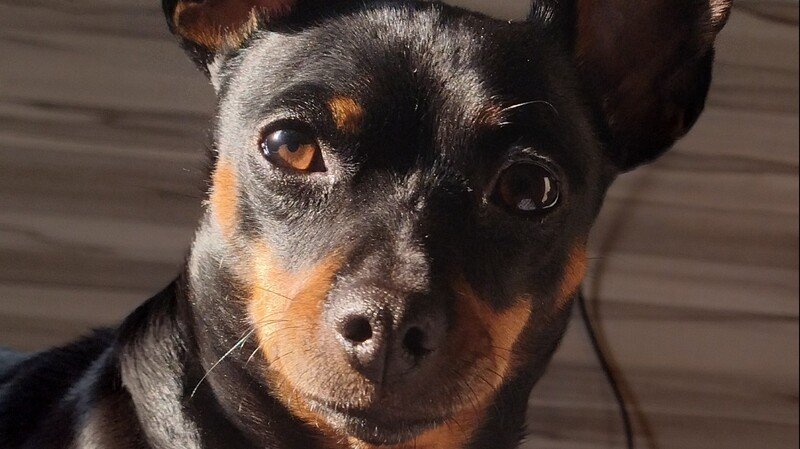 imagem da vaquinha Ajude a cachorrinha Lola voltar a andar 