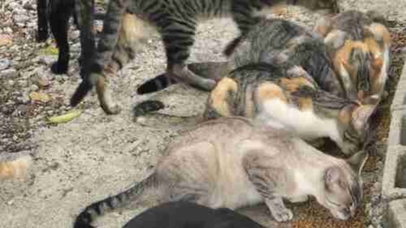 imagem da vaquinha Gatinhos do Jara