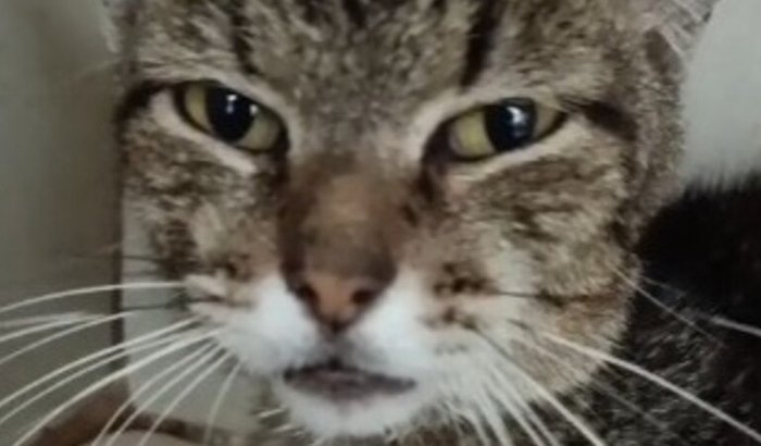 Ajude a salvar a vida da gatinha Beto!