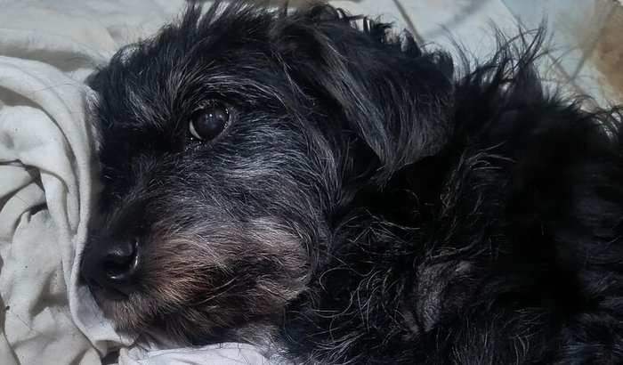 Ajude a cachorrinha Lola a se recuperar