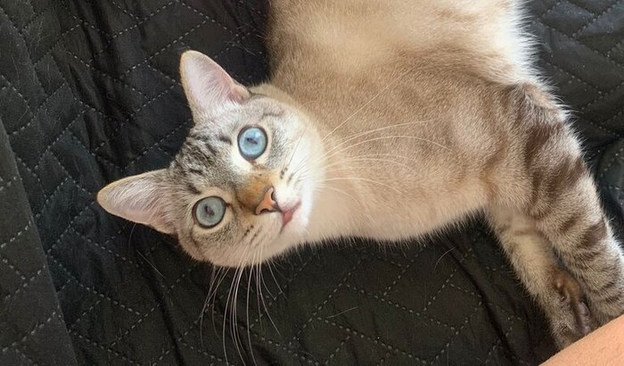 Pelo Mário, com amor. Ajude nosso gatão