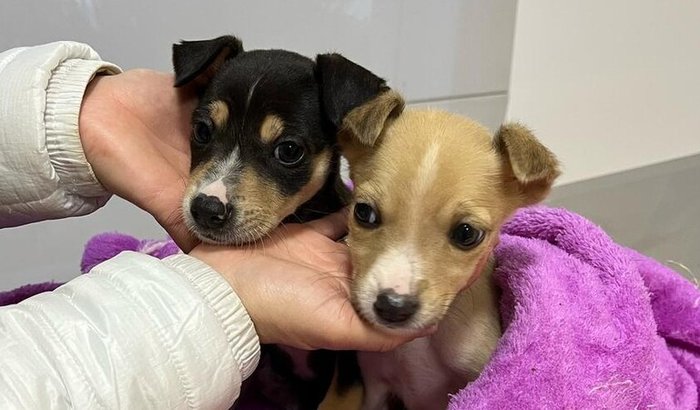 Ajuda para pagar Clínica Veterinária Pet Center- Três Passos/RS