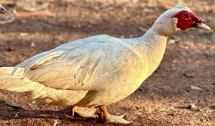 Ajuda para comprar um pato