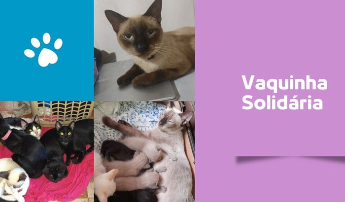 Castração de 11 gatinhos