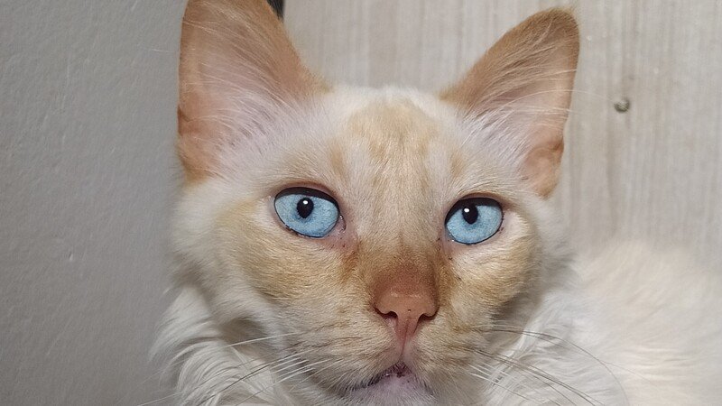 imagem da vaquinha Ajude o Chaw a vencer a PIF 🐾
