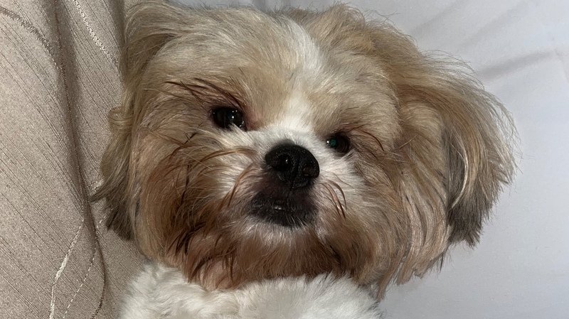 imagem da vaquinha Cirurgia do Mike 🐾
