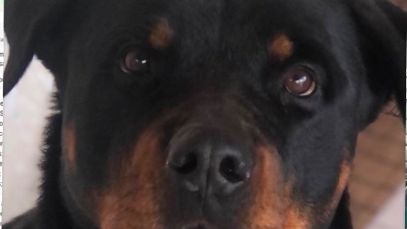 imagem da vaquinha Ajude a Akira