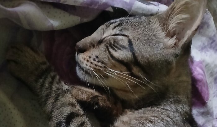 Consulta do meu gatinho Pablo Vittar