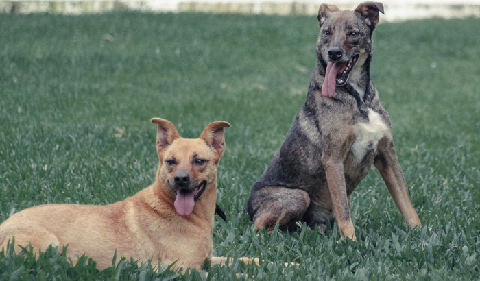 Lar de Passagem da Pipoca e do Guito