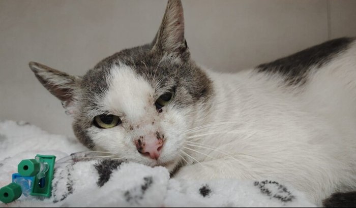 Ajuda para cirurgia de coluna do gato Bonito