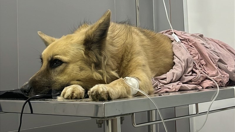 imagem da vaquinha Ajude a Kiara a se recuperar! 🐾❤️