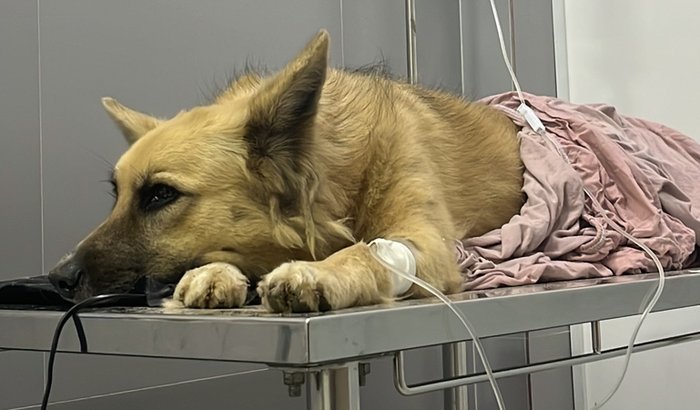 Ajude a Kiara a se recuperar! 🐾❤️