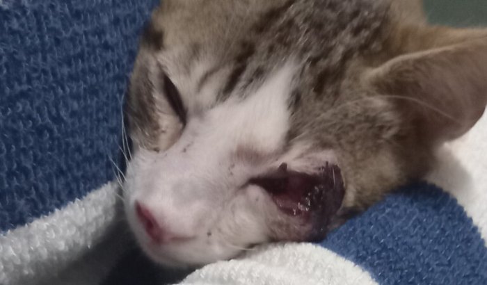 Ajuda para um gatinho com esporotricose que foi abandonado no meu pátio 