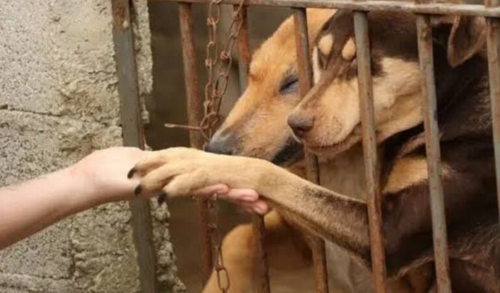 Ração para animais abandonados 