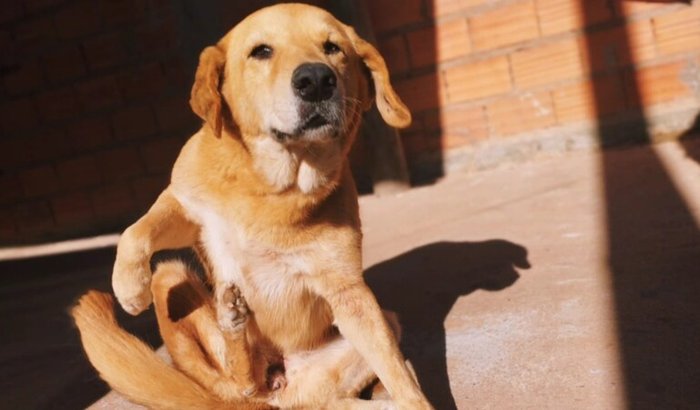 Cirurgia da Cachorrinha Lessi 🐕❤️