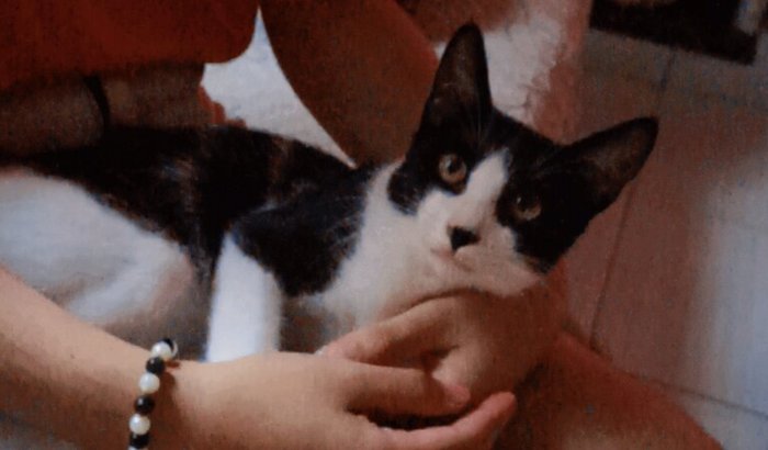 Ajude na castração de Michael