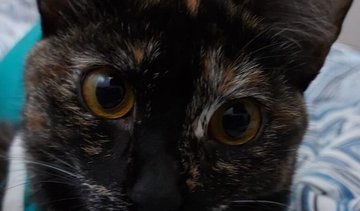 Cirurgia ortopédica da Vex