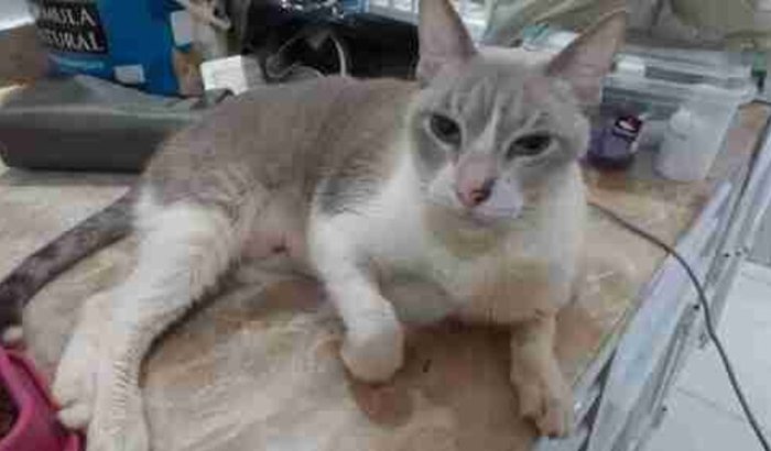 💔 Ajude a salvar o Gato Pititico – Campanha Casa Idê Miauau