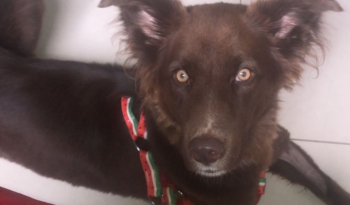 Cirurgia e Tratamento de Fígado dá Ursula