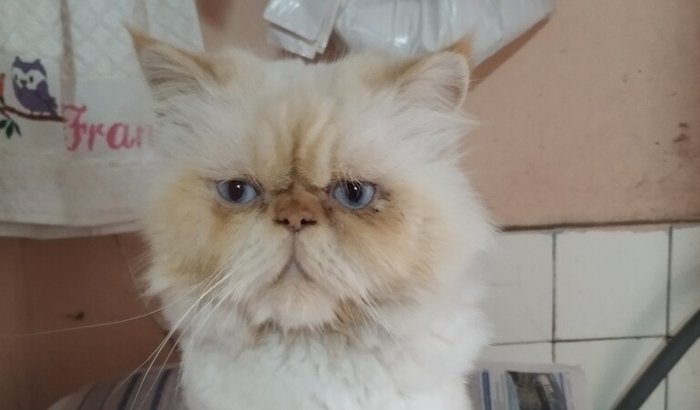 Ajuda o Mingau o gato persa que foi jogado no lixo depois que viu que tem problema urinar