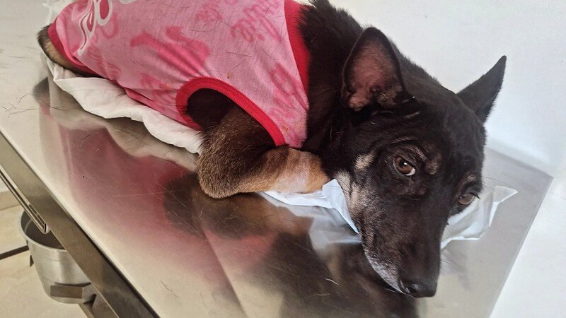 imagem da vaquinha  🚑🐶 Urgente: Terapia Intensiva Para a Lara