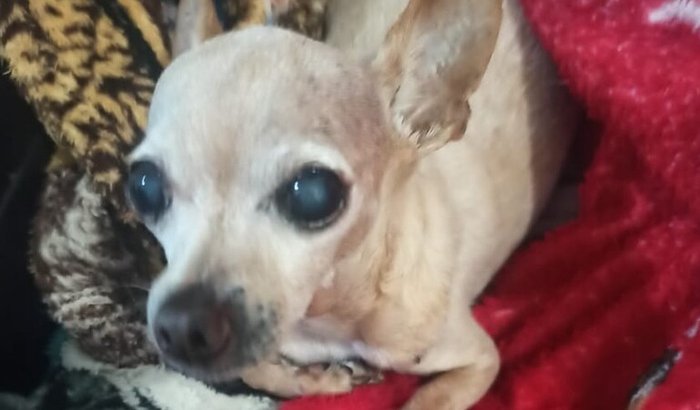 Ajuda Cirurgia de Câncer Laika