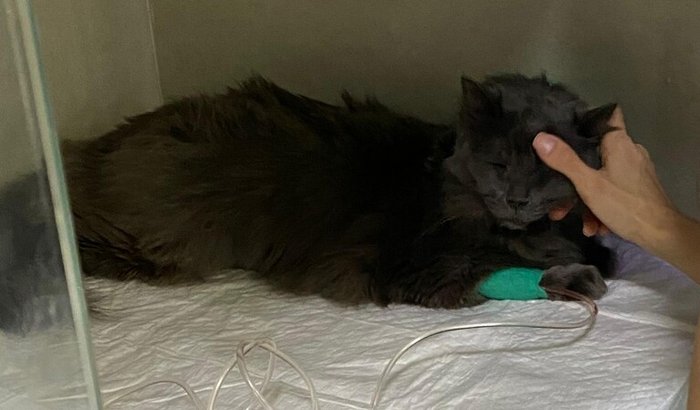 Ajude a Pandora a Viver! 💔🐱