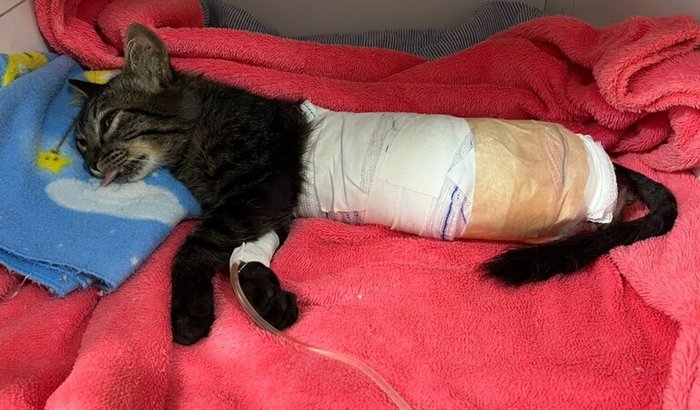 Ajude meu gatinho gabriel :(