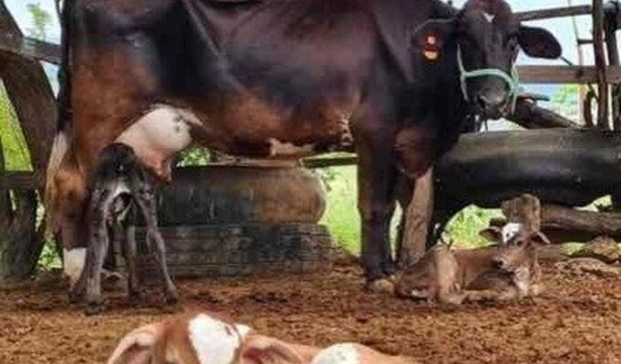 RESGATE DE UMA VACA E DUAS BEZERRAS