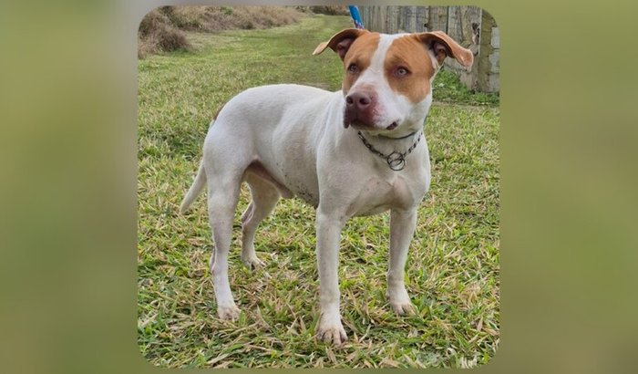 Pitbull resgatado na Vila Mascote