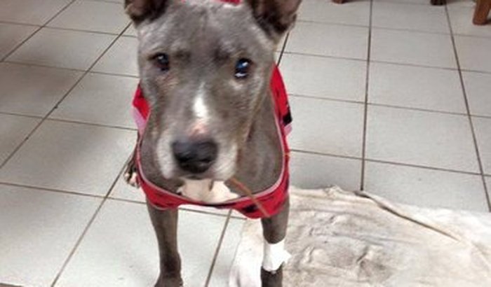Pitbull resgatado em estado de desnutrição PRECISA CIRURGIA URGENTE. Esta com 3 tumores na bexiga. CASO grave. AJUDA POR FAVOR!